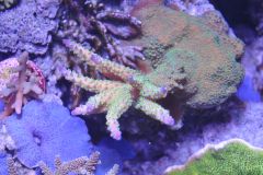 green polyp purple tip