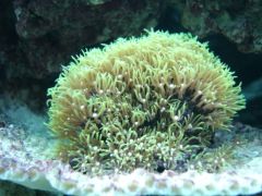 corales143