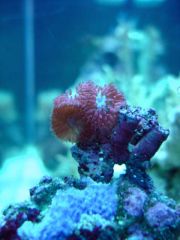 corales2087