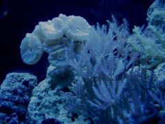 corales2093