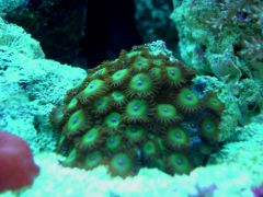 corales2077