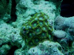 corales2075