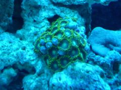 corales2037