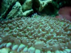 corales2072