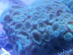 not sure what this is.. Acan?