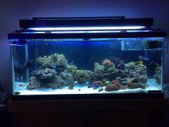 First 75gal Reef