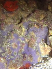 blue algae:sponge 1