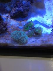 Hammer And frogspawn