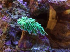 Torch Coral 3