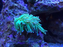 Torch Coral 2