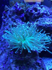 Torch Coral 1