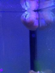 larger anemone