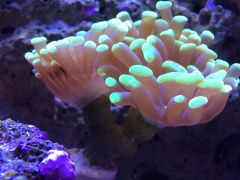 Burnt hammerhead coral 1