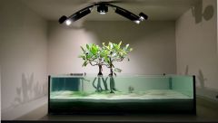 Mangrove tank
