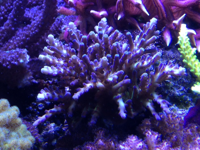 Corals4Sale_2014-11-13