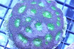 Purple-green acan
