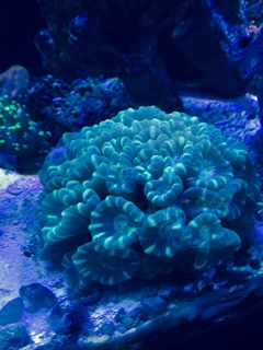 Polyps