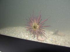 Urchin climbing the glass