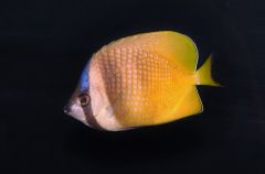 Orange Kleini Butterflyfish