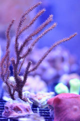 B grade corals