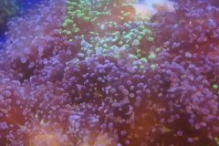 Purple and Green Frogspawn