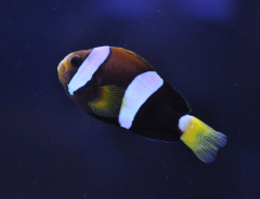 Black Clarkii Clownfish