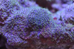 Green and Purple Cyphastrea