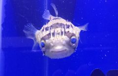 Porcupine Pufferfish