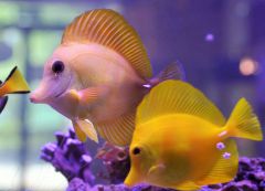 Yellow and Hybrid Yellow x Scopas Tang