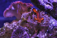 Naked Clownfish with Anemones