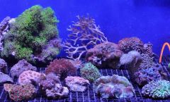 Ultra-Grade Corals
