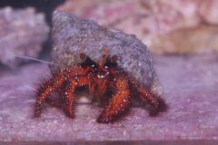 White Spotted Hermit Crab