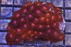 Red-Pink Zoanthids