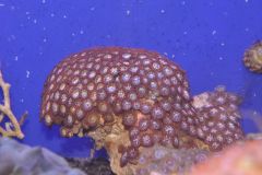 Zoanthids - Gold w/ Red Skirt