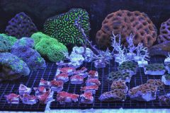 Assorted frags