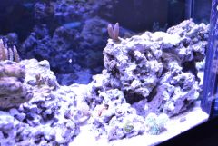 corals4