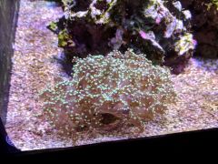 120g golden frogspawn