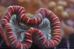 Red Trachyphyllia