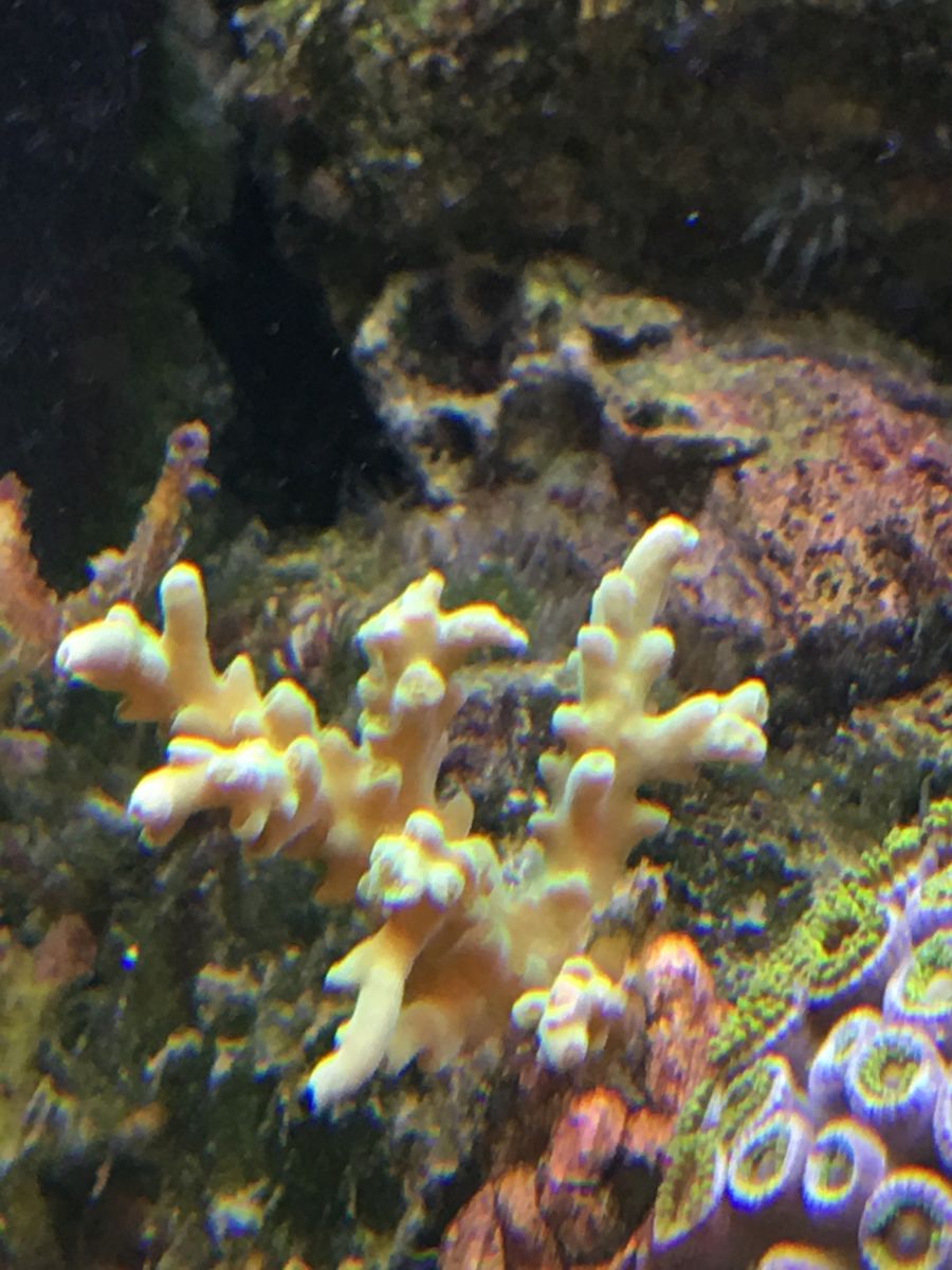 Unidentified Coral