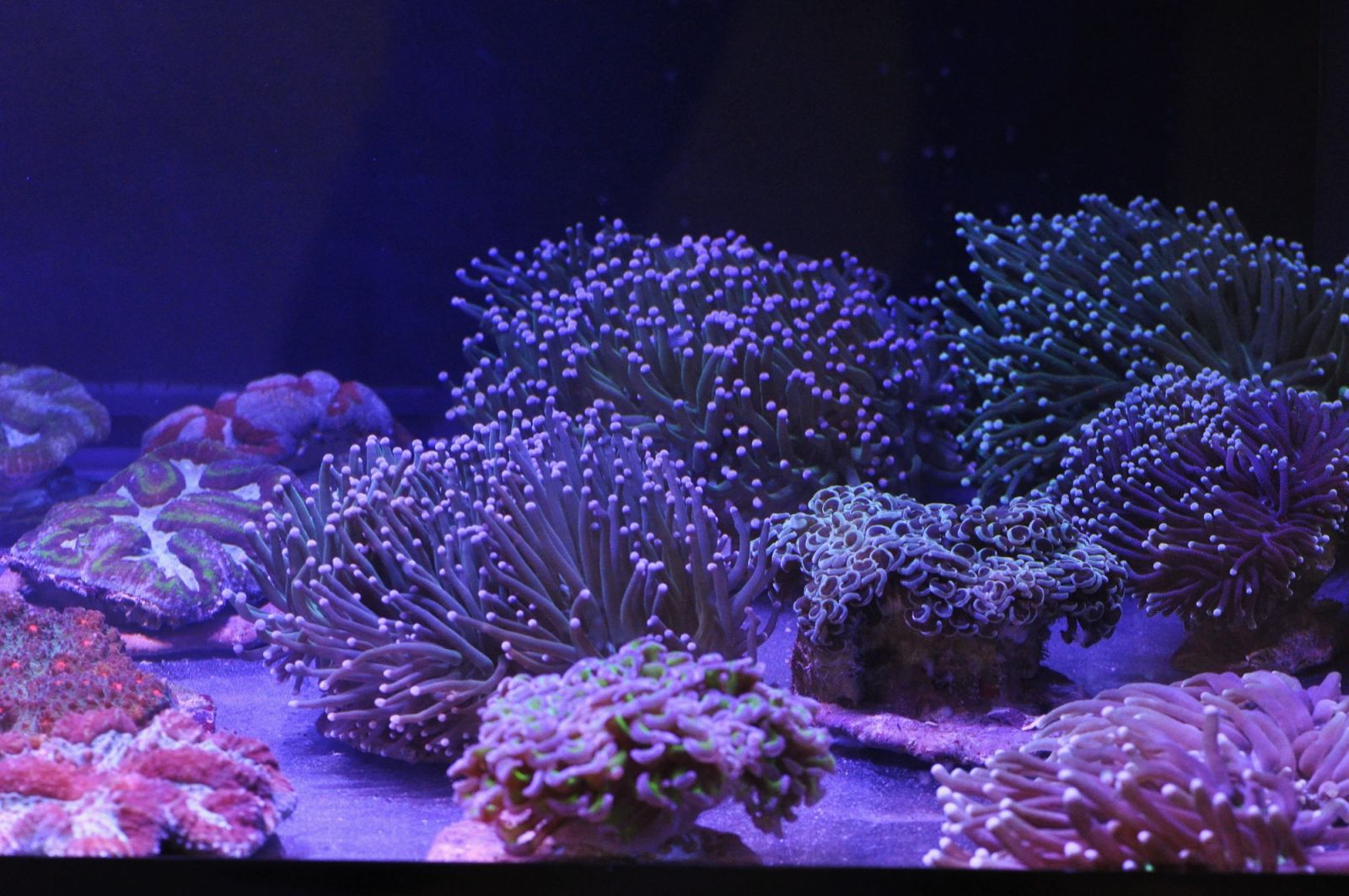 Dr. Mac / PEA corals