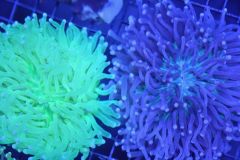Dr. Mac Long-Tentacle Plate Corals