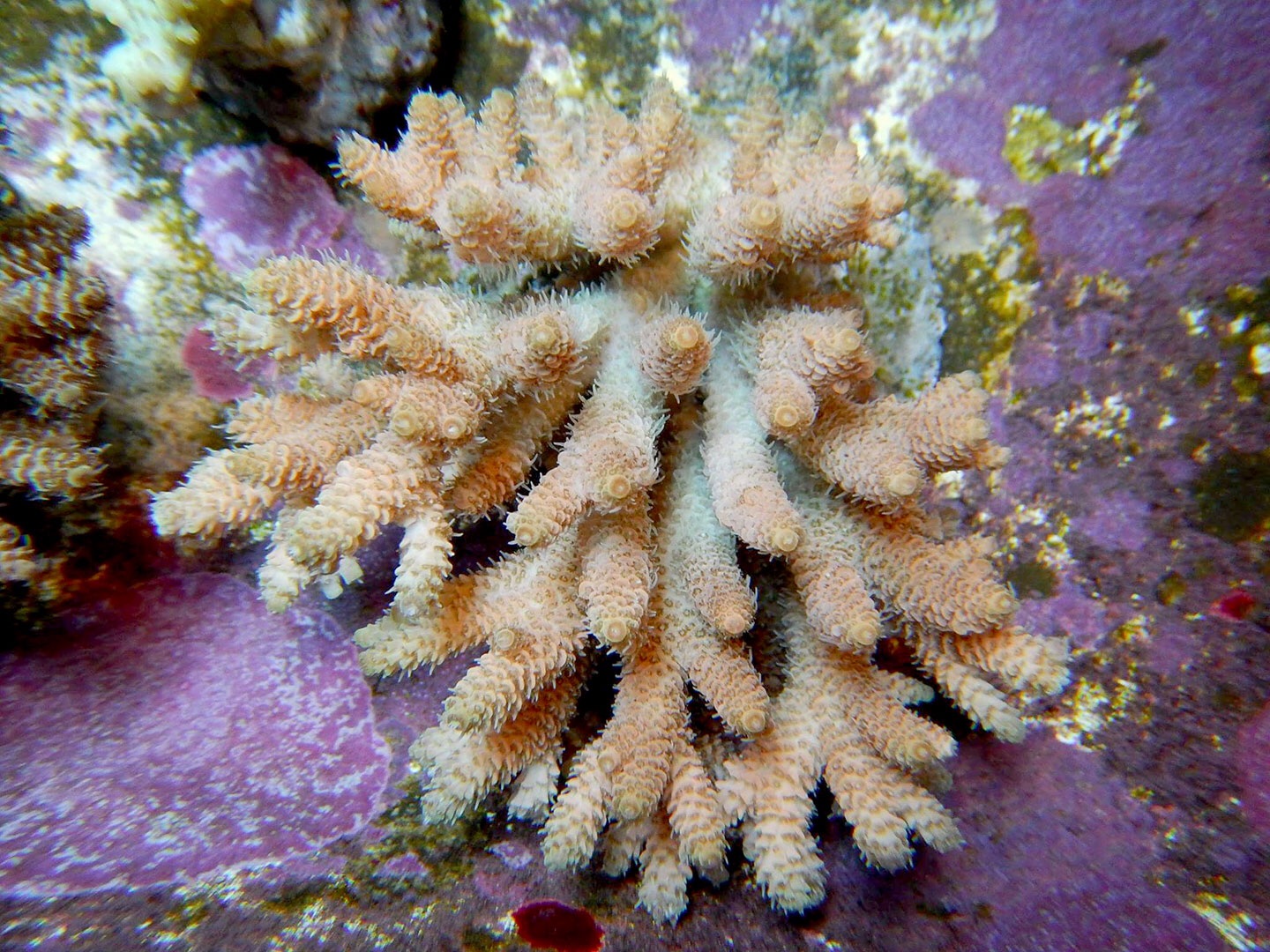 Corals for sale - Dec 2016