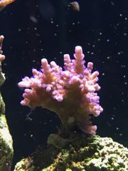 Purple Acropora
