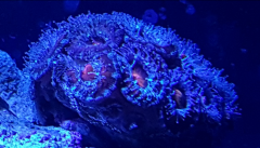 Acan Lord 1 15 2017