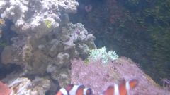 Corals 3