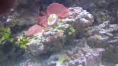 Corals 2