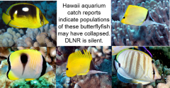 2017 Butterflyfish collapse