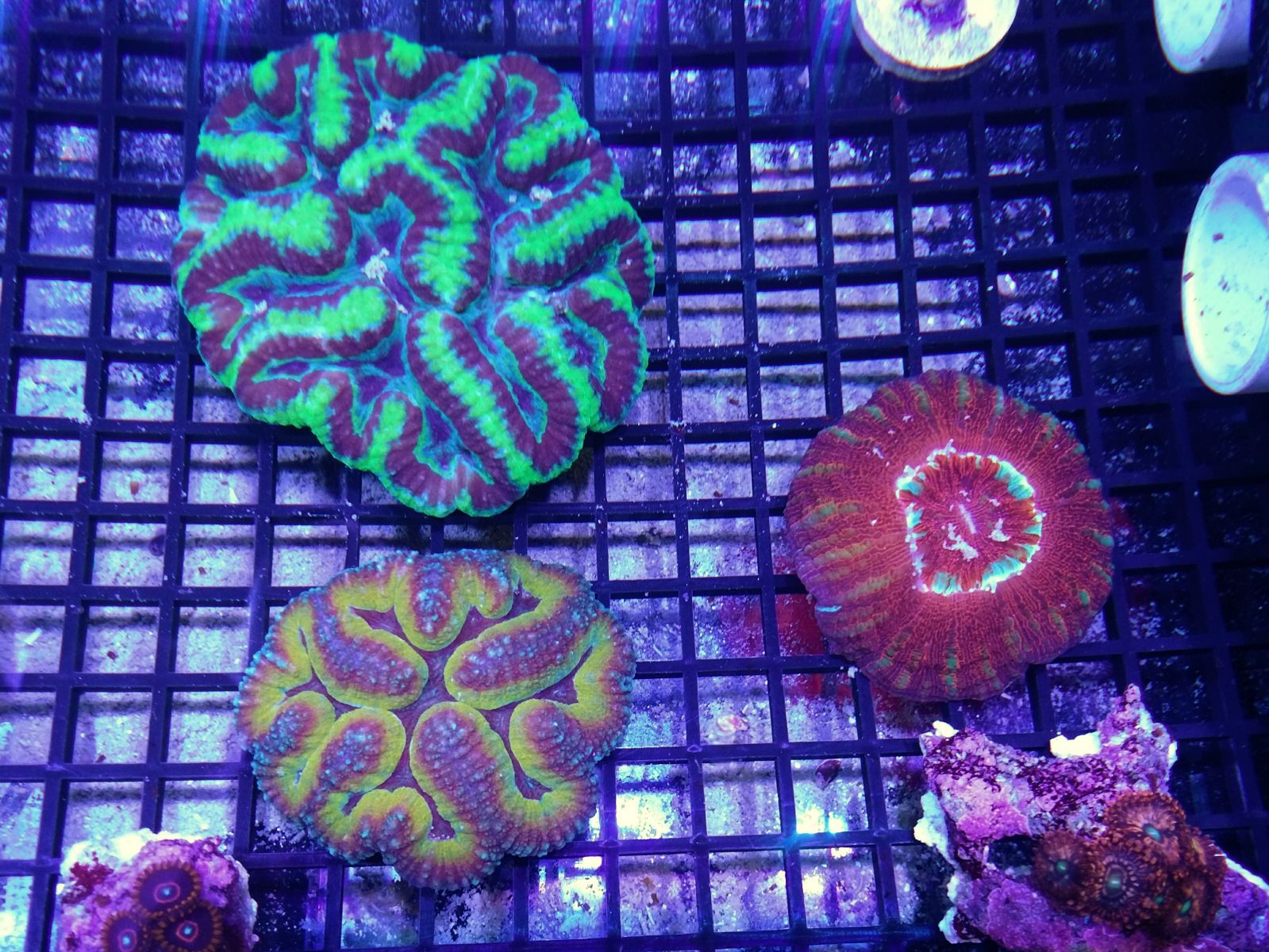 Coral 10/21/17