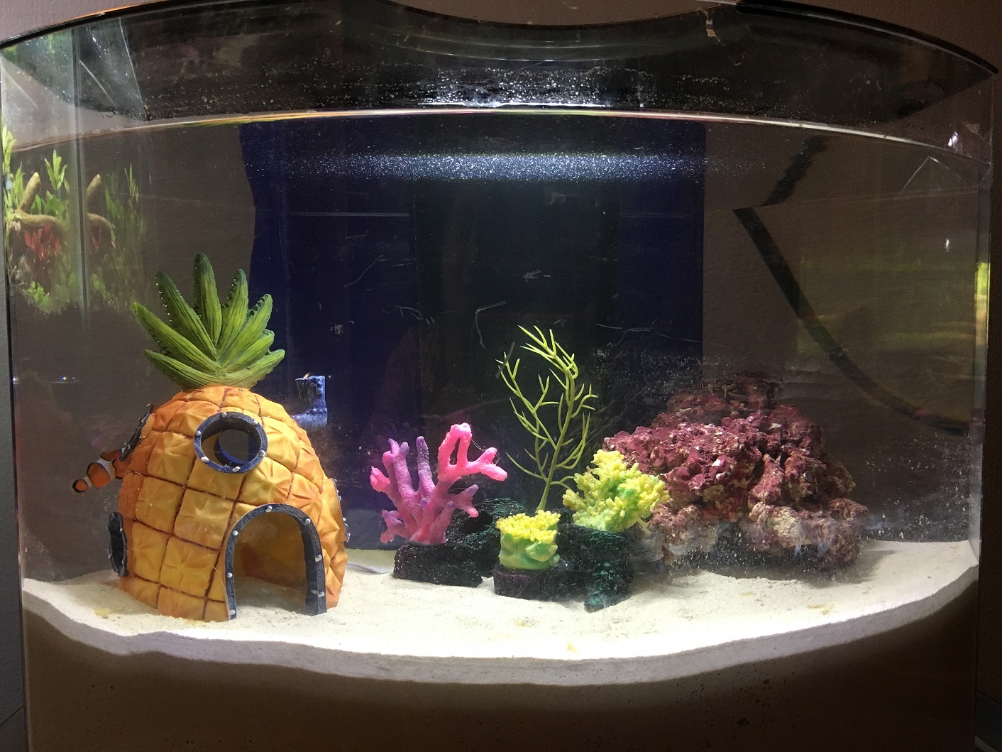 The non reef 5 gal
