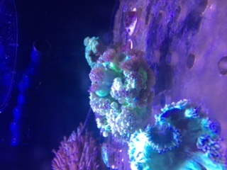 Corals 4 sale Flower Pot Coral (Goniopora sp.) Metallic Gree